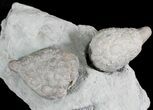 D Cystoid (Holocystites) Fossil - Indiana #25132-1